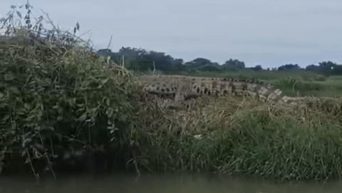 Buaya di Sidoarjo