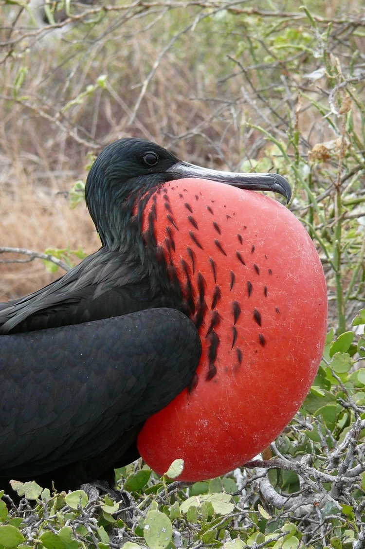 Burung alien
