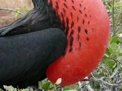 10 Burung Aneh yang Tampangnya Lebih Mirip Alien Ketimbang Hewan
