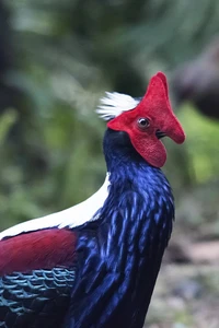 Burung alien