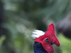 10 Burung Aneh yang Tampangnya Lebih Mirip Alien Ketimbang Hewan