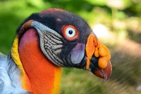 Burung alien