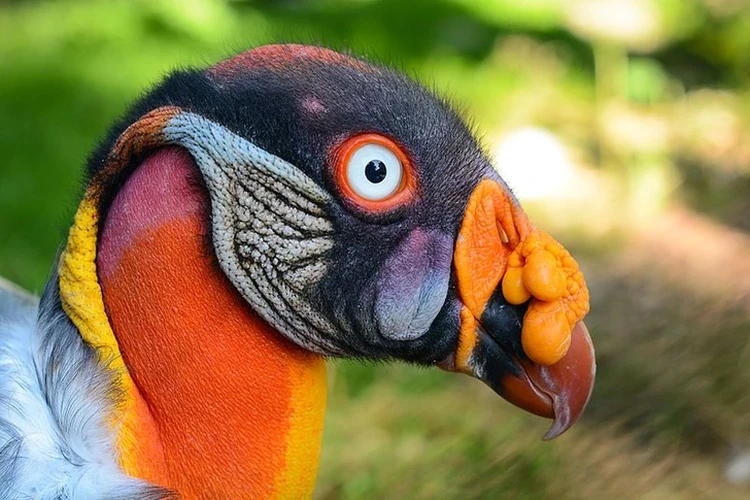 Burung alien