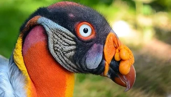 Burung Nasar Raja. Konon, nama ini berasal dari suku Maya yang menganggap burung nasar sebagai raja yang membawa pesan antara manusia dan para dewa. Ia mengisi ceruk ekologis dan membantu mencegah penyebaran penyakit dengan memanfaatkan sisa-sisa makanan. Burung ini bisa hidup di mana saja, mulai dari Meksiko selatan hingga Argentina. Foto: via BrightSide