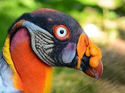 10 Burung Aneh yang Tampangnya Lebih Mirip Alien Ketimbang Hewan