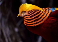 Burung alien