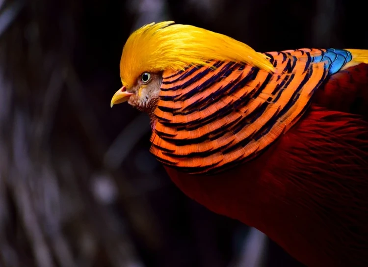 Burung alien
