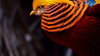 Golden Pheasants atau burung pegar emas berasal dari China bagian tengah, tetapi juga hidup di Inggris, Skotlandia barat daya, Spanyol, dan Prancis. Burung ini merupakan salah satu burung paling terang dan memiliki ekor yang sangat panjang. Foto: via BrightSide