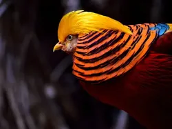 10 Burung Aneh yang Tampangnya Lebih Mirip Alien Ketimbang Hewan