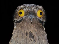 Burung alien