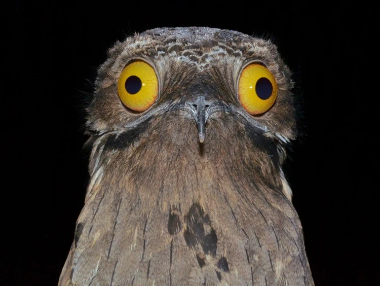 Burung alien