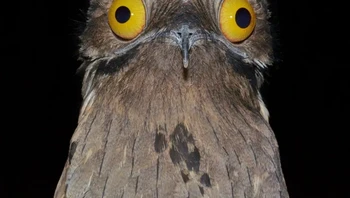 Burung Potoo bersifat nokturnal dan berkerabat dengan burung hantu malam. Ia tidak memiliki bulu di sekitar mulutnya. Pada siang hari, mereka tidak terbang, melainkan bertengger tegak di tunggul pohon untuk berkamuflase. Makanan burung Potoo meliputi kumbang, ngengat, belalang, dan rayap. Foto: via BrightSide