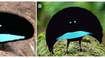 Bird-of-paradise, berukuran sangat kecil, panjangnya hanya sekitar 25 cm. Saat berhadapan langsung, ia menyerap 99,95% sinar Matahari. Mereka disebut spesies baru karena perilakunya sangat berbeda dari burung lain. Foto: via BrightSide