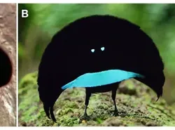 10 Burung Aneh yang Tampangnya Lebih Mirip Alien Ketimbang Hewan