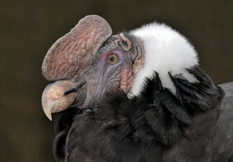 Burung alien
