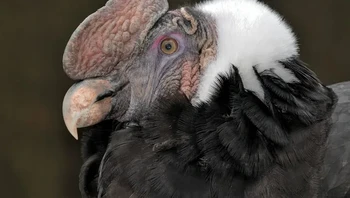 Burung Kondor Andes memiliki  lebar sayap lebih dari 3 m dan dianggap sebagai burung terbang terbesar di dunia. Beratnya bisa mencapai 15 kg dan tingginya bisa mencapai 1,2 m. Makhluk menakjubkan ini adalah raptor terbesar di seluruh dunia. Foto: via BrightSide