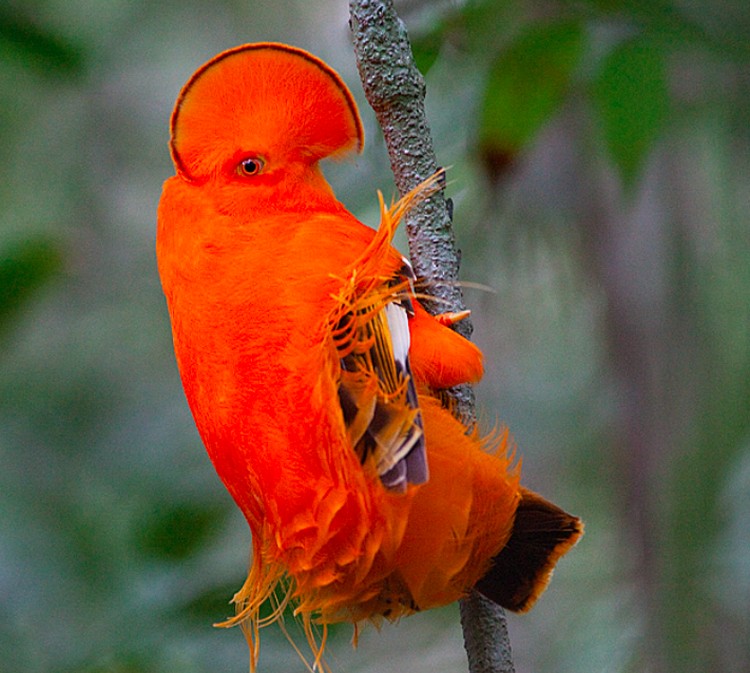 Burung alien