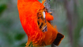 Burung batu (cock-of-the-rock) berasal dari Amerika Selatan. Ia bisa ditemukan di daerah berbatu tropis dan subtropis. Burung jantannya sangat indah karena jambulnya yang menonjol berbentuk kipas yang digunakan untuk menarik perhatian betina. Foto: via BrightSide