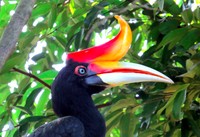 Burung alien