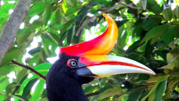 Burung rangkong adalah omnivora dan dapat memakan buah, serangga, bahkan hewan kecil. Karena lidahnya yang pendek, mereka tidak dapat menelan makanan, sehingga mereka melemparkannya ke belakang tenggorokan dengan sentakan kepala. Foto: via BrightSide