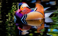 Burung alien
