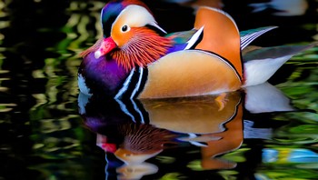 Bebek Mandarin adalah bebek asli China dan Jepang dan secara luas dianggap sebagai bebek tercantik di dunia. Seperti kebanyakan bebek lainnya, mereka menemukan pasangan untuk musim tersebut dan membentuk pasangan baru lagi di musim gugur. Foto: via BrightSide