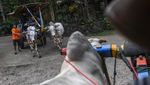 Gerobak Sapi hingga Gamelan Jadi Daya Tarik Desa Pentingsari