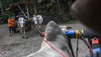 Wisatawan menaiki gerobak sapi saat mengunjungi Desa Wisata Pentingsari, Sleman, DI Yogyakarta, Kamis (31/7/2025). Desa Wisata Pentingsari merupakan binaan program Bakti BCA yang memadukan wisata alam, budaya, agrikultur, dan lingkungan. 