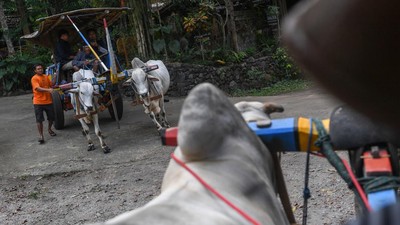 Gerobak Sapi hingga Gamelan Jadi Daya Tarik Desa Pentingsari
