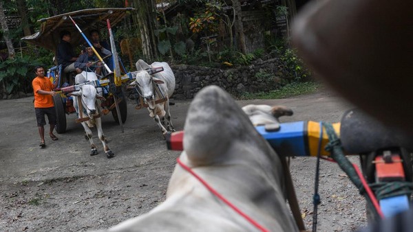Gerobak Sapi hingga Gamelan Jadi Daya Tarik Desa Pentingsari