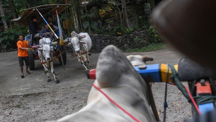 Gerobak Sapi hingga Gamelan Jadi Daya Tarik Desa Pentingsari Seorang warga membungkus kedelai untuk pembuatan tempe sebagai daya tarik wisata di Desa Wisata Pentingsari, Sleman, DI Yogyakarta, Kamis (31/7/2025). Desa Wisata Pentingsari binaan program Bakti BCA yang menggabungkan wisata alam, budaya, agrikultur dan lingkungan itu telah memiliki tujuh UMKM, 80 inap tamu dan 200 tim lapangan dari warga sekitar pada 2024 dan dikunjungi lebih dari 29 ribu wisatawan dengan omset mencapai Rp4,8 miliar. ANTARA FOTO/Wahyu Putro A/rwa.