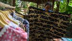 Gerobak Sapi hingga Gamelan Jadi Daya Tarik Desa Pentingsari