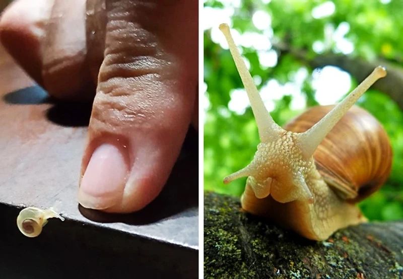 Hewan tidak mirip induknya