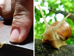 Bayi-bayi Hewan yang Tidak Mirip dengan Induknya