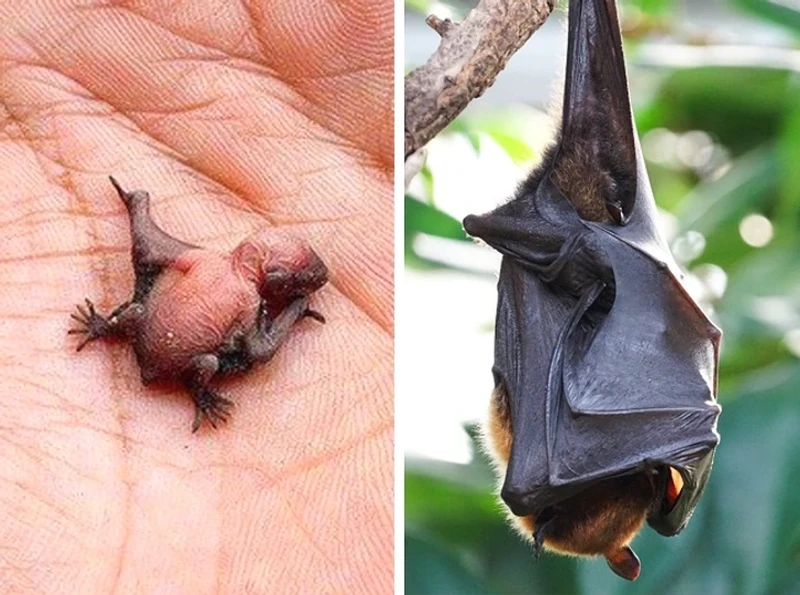 Hewan tidak mirip induknya