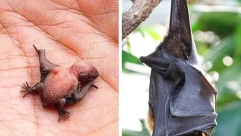Kelelawar. Foto: via BrightSide