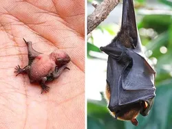 Bayi-bayi Hewan yang Tidak Mirip dengan Induknya