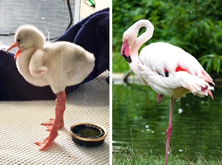Hewan tidak mirip induknya Hewan tidak mirip induknya