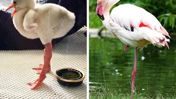 Flamingo. Foto: via BrightSide