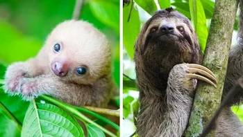 Sloth. Foto: via BrightSide