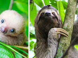 Bayi-bayi Hewan yang Tidak Mirip dengan Induknya