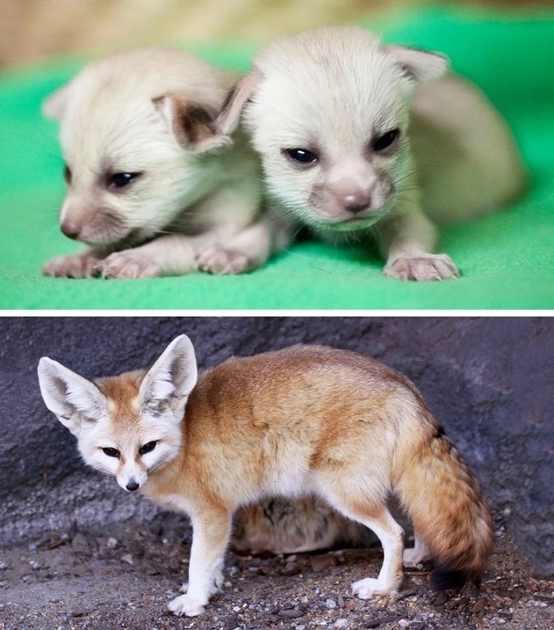 Hewan tidak mirip induknya