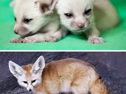 Bayi-bayi Hewan yang Tidak Mirip dengan Induknya