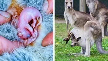 Kanguru. Foto: via BrightSide