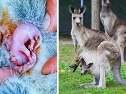 Bayi-bayi Hewan yang Tidak Mirip dengan Induknya