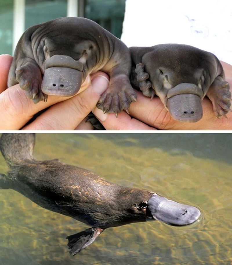 Hewan tidak mirip induknya