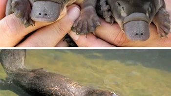Platipus. Foto: via BrightSide