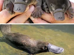 Bayi-bayi Hewan yang Tidak Mirip dengan Induknya