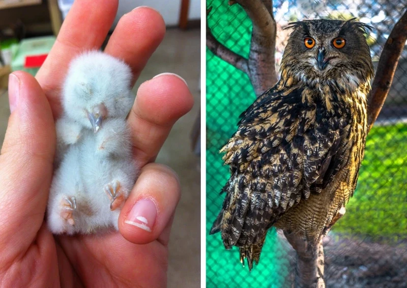 Hewan tidak mirip induknya