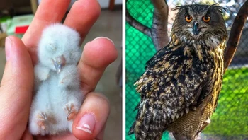 Burung hantu. Foto: via BrightSide